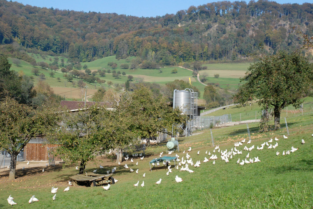 riederhof, junghennen, eier, joerg rieder